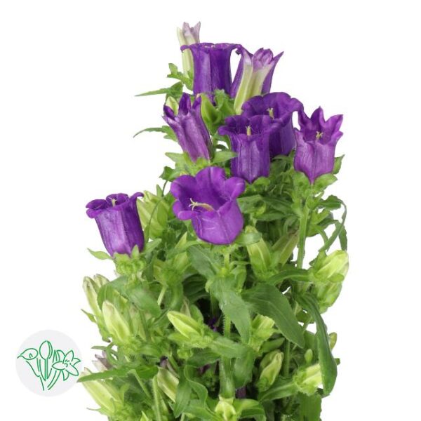Campanula Medium Champion Blue