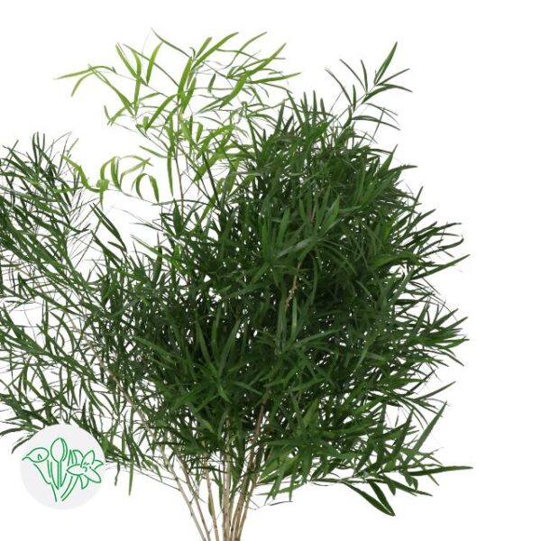 Asparagus Falcatus