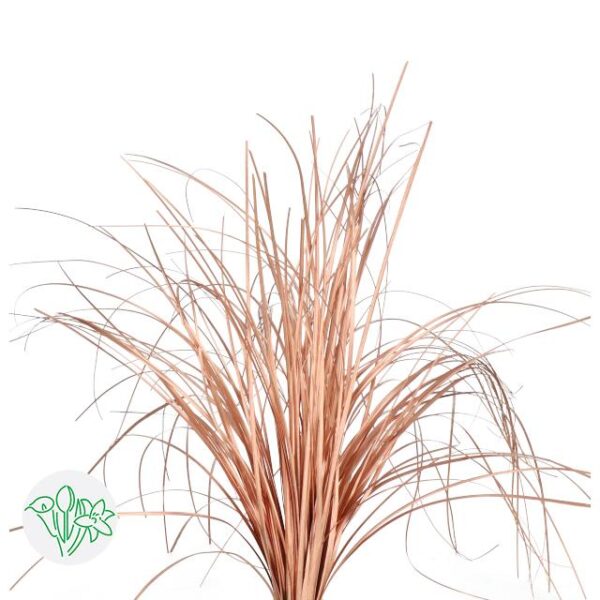 Bear Grass Bronze