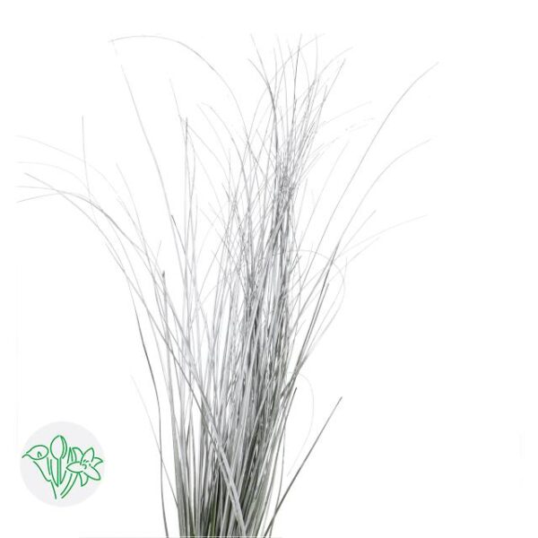 Bear Grass Silver