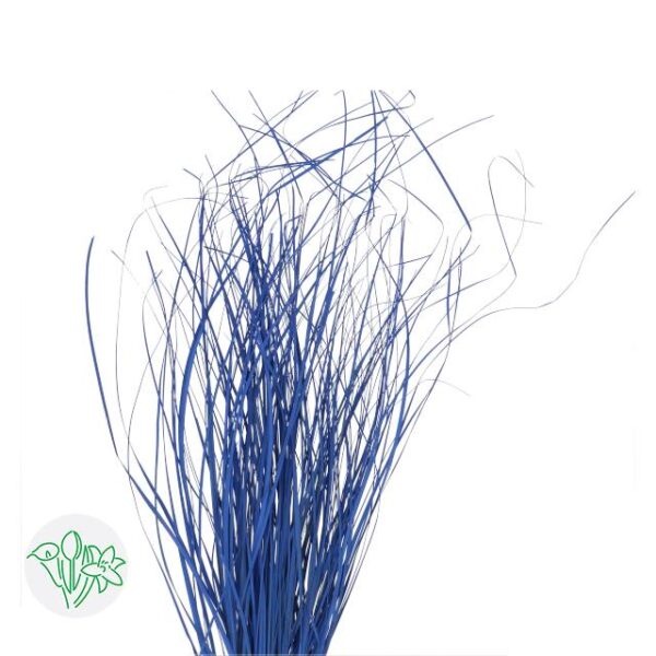 Bear Grass Blue