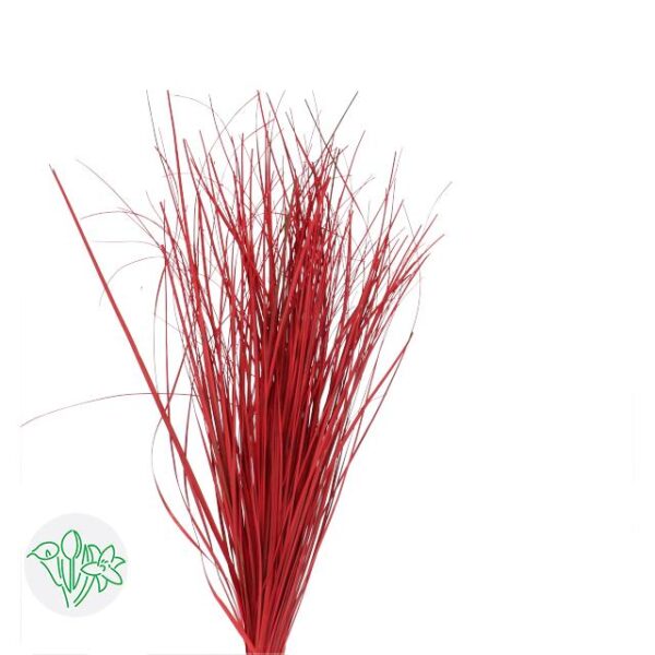 Bear Grass Red