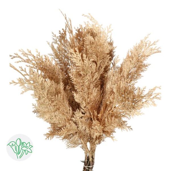Chamaecyparis Dyed Antique Gold
