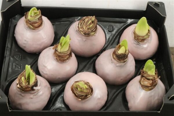 Amaryllis Bulb Ivory