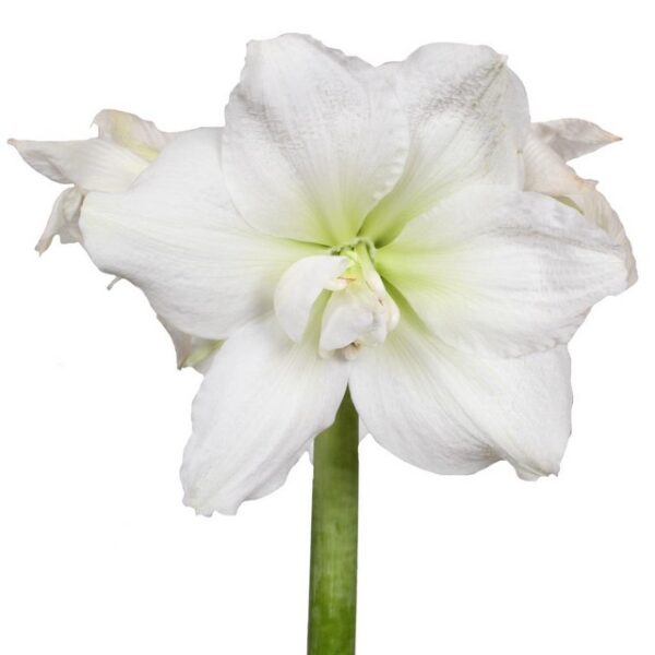 Amaryllis White Nymph