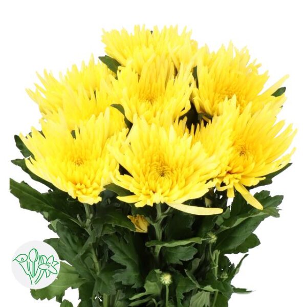 Chrysanthemum Single Bloom Anastasia Sunny