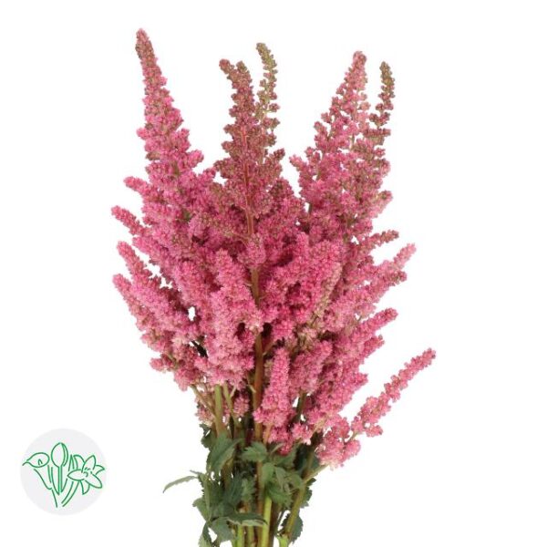Astilbe Vision In Pink