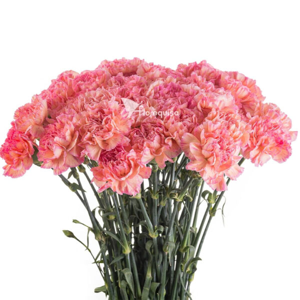 Carnation Minami Orange