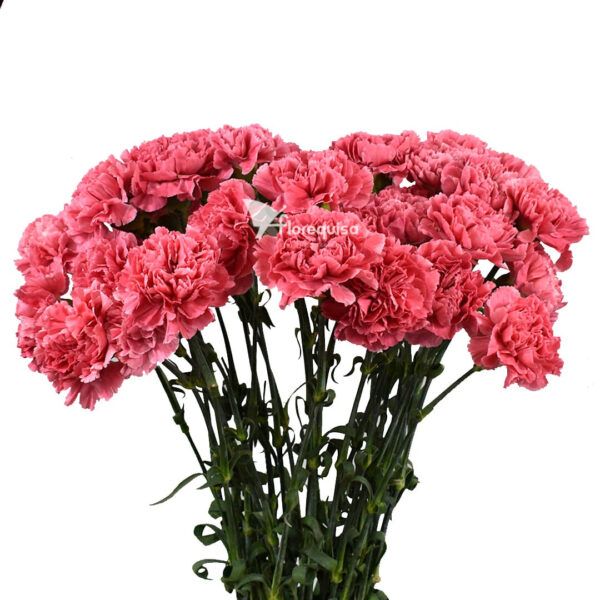 Carnation Minami Tommy