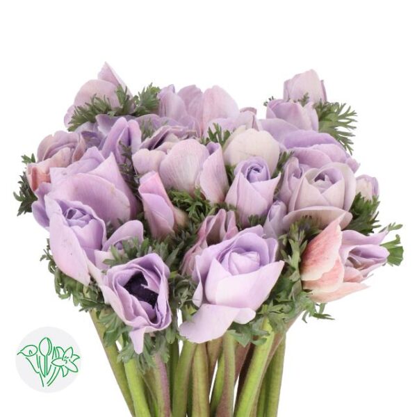 Anemone Dyed Powder Milka