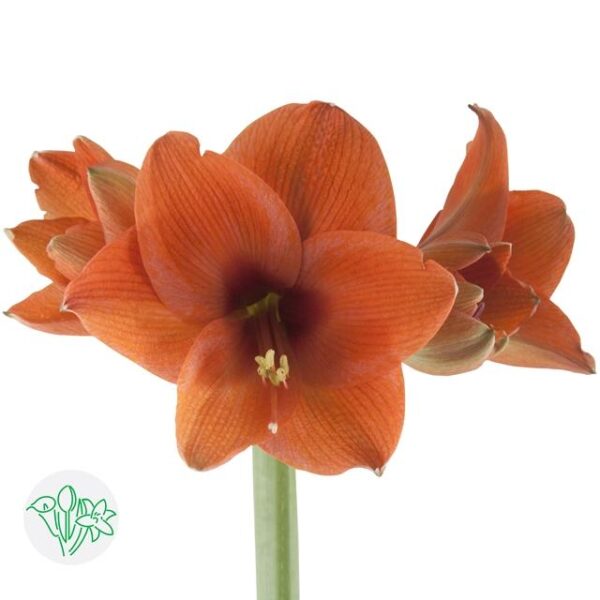Amaryllis Naranja