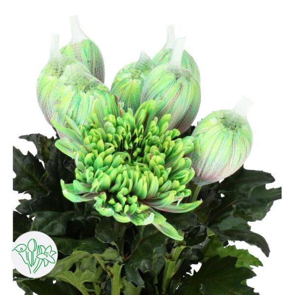 Chrysanthemum Dyed Antonov Hawai