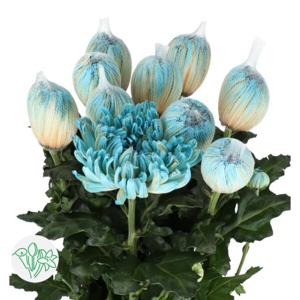 Chrysanthemum Dyed Antonov Blue Bay