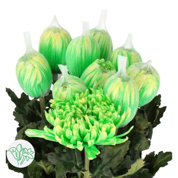 Chrysanthemum Dyed Antonov Brasil