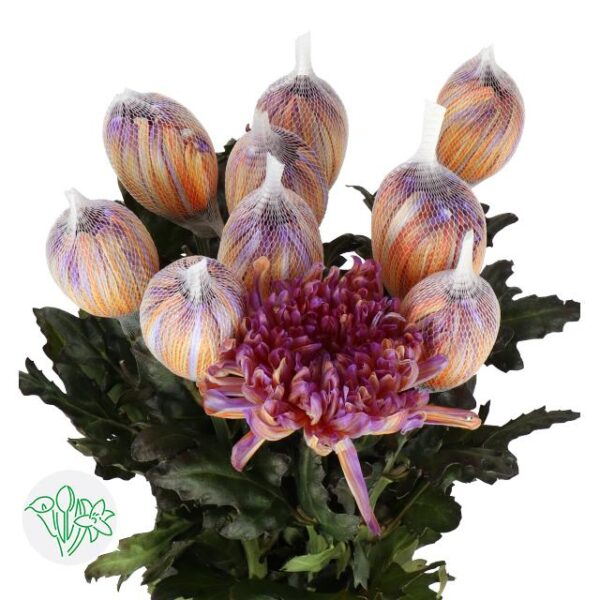 Chrysanthemum Dyed Antonov Bonaire