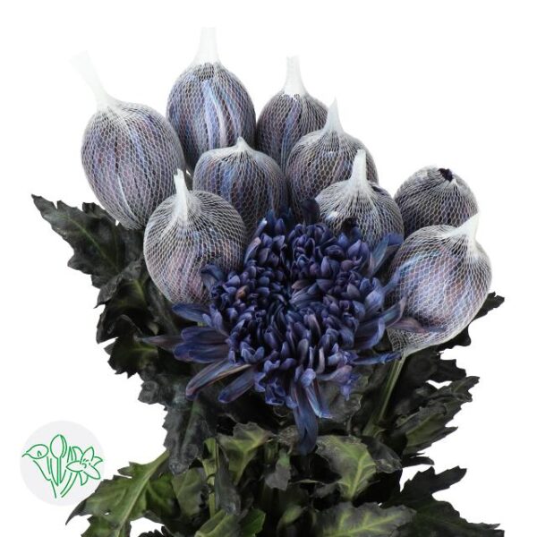 Chrysanthemum Dyed Antonov Black