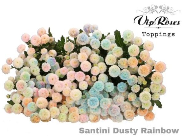 Chrysanthemum Santini Dyed Painted Dusty Rainbow