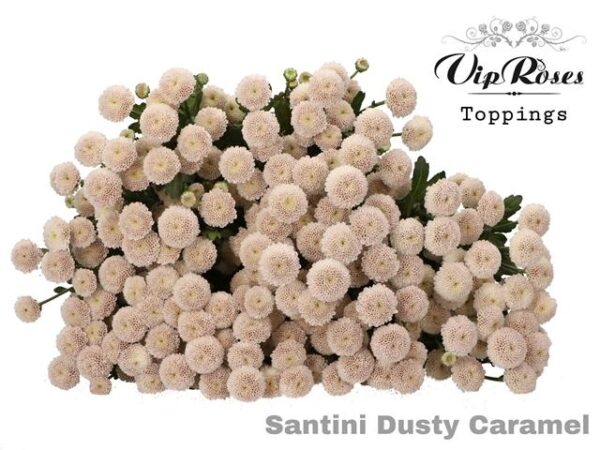 Chrysanthemum Santini Dyed Dusty Caramel