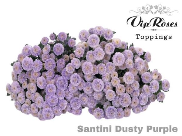 Chrysanthemum Santini Dyed Dusty Purple