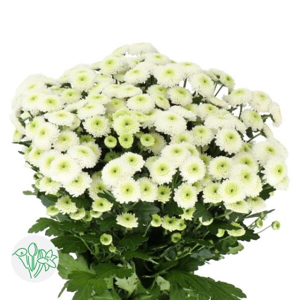 Chrysanthemum Santini Ferry