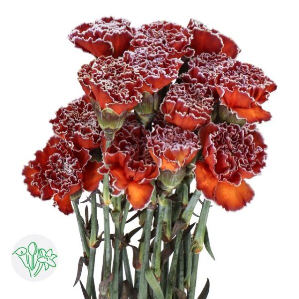 Carnation Dyed Bonaire