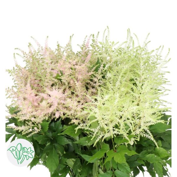 Astilbe Assorted