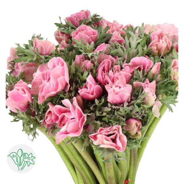 Anemone Dyed Powder Pink