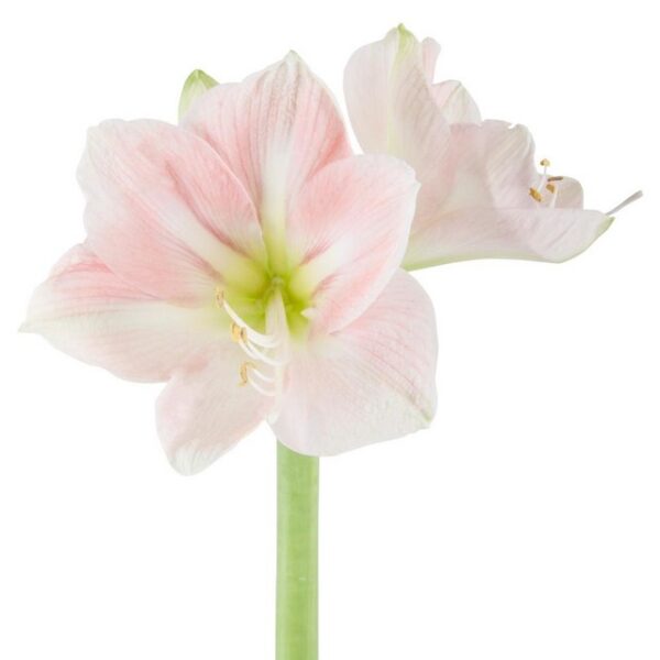 Amaryllis Darling