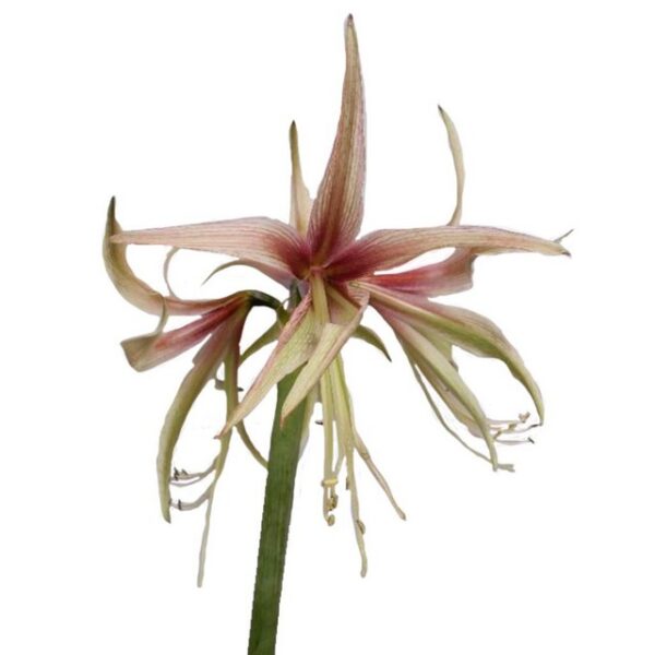 Amaryllis Tarantula