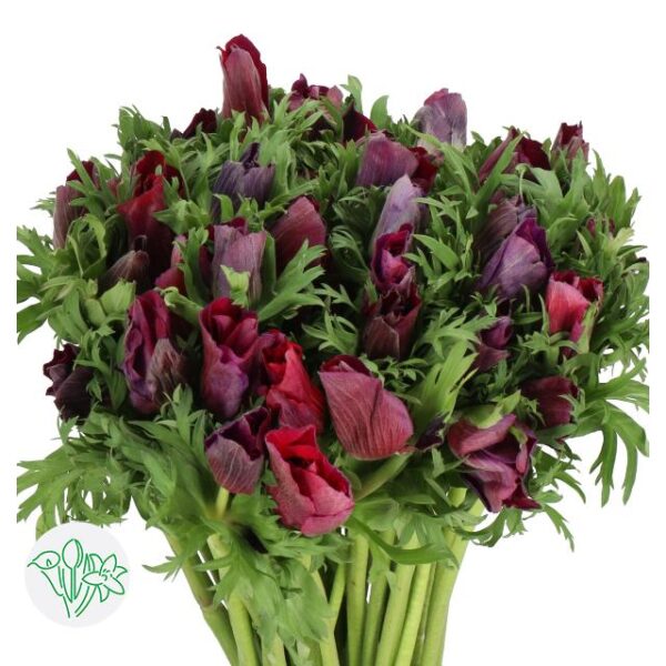 Anemone Meron Bordeaux