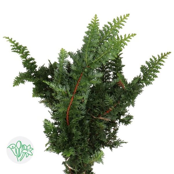 Chamaecyparis Obtusa Teddy