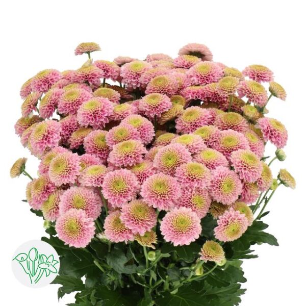 Chrysanthemum Santini Jeanny Pink