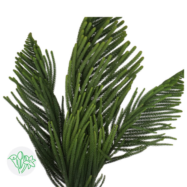 Araucaria Araucana