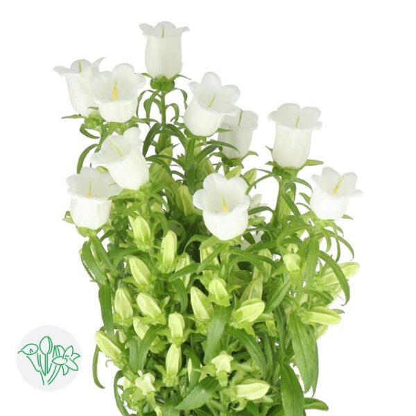 Campanula Medium Champion White