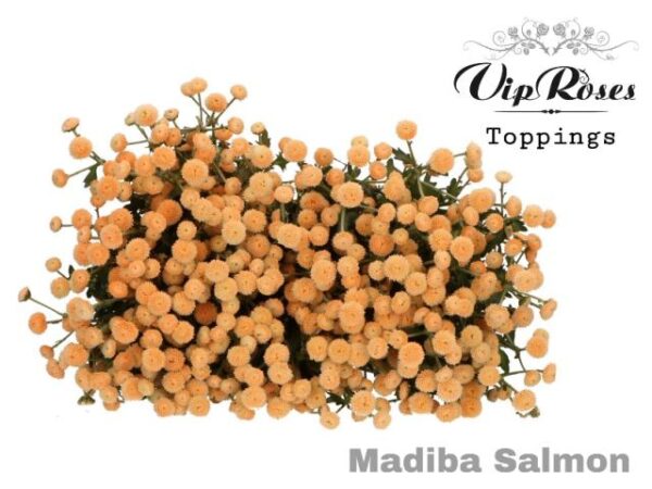 Chrysanthemum Santini Dyed Madiba Salmon