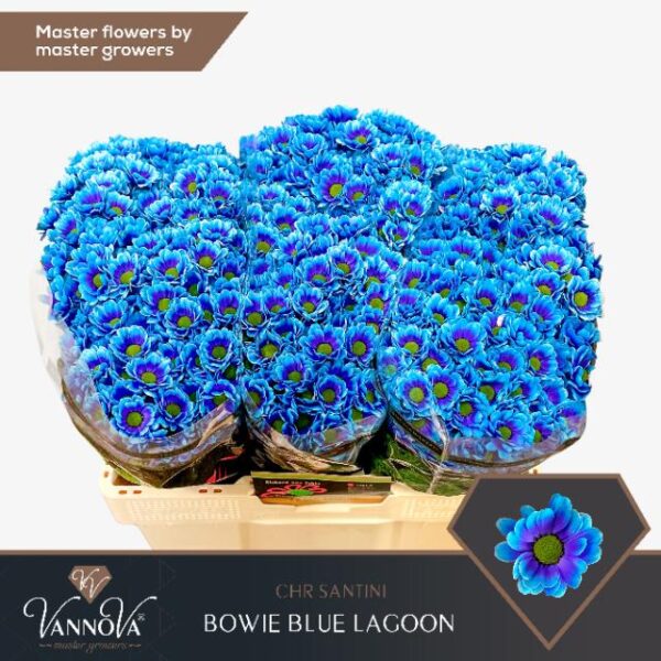 Chrysanthemum Santini Dyed Bowie Blue Lagoon