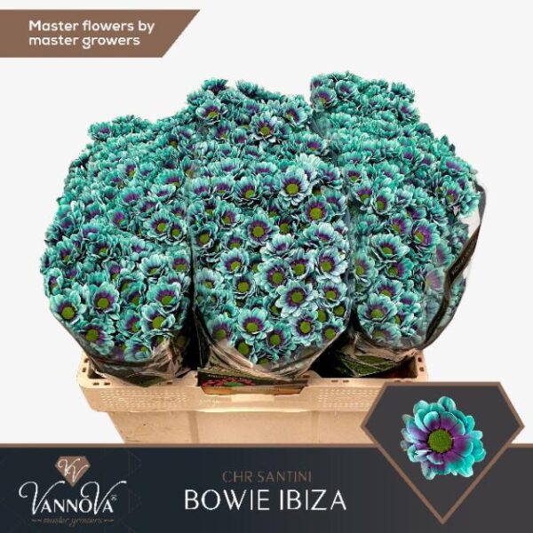 Chrysanthemum Santini Dyed Bowie Ibiza