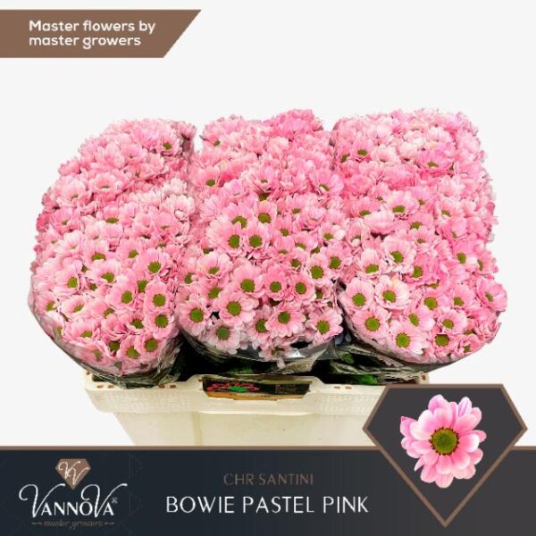 Chrysanthemum Santini Dyed Bowie Pastel Pink