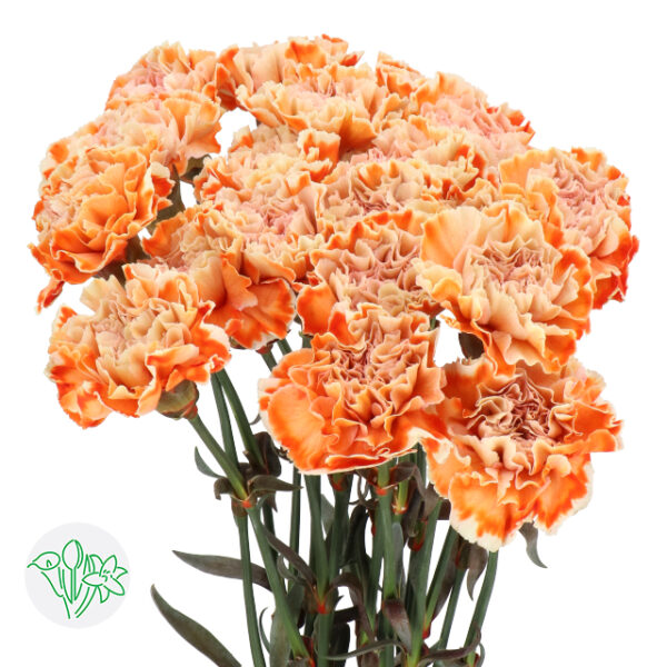 Carnation Dyed Retro Orange