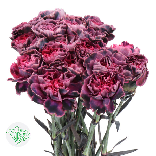 Carnation Dyed Retro Violet
