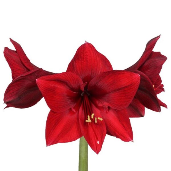 Amaryllis Britney