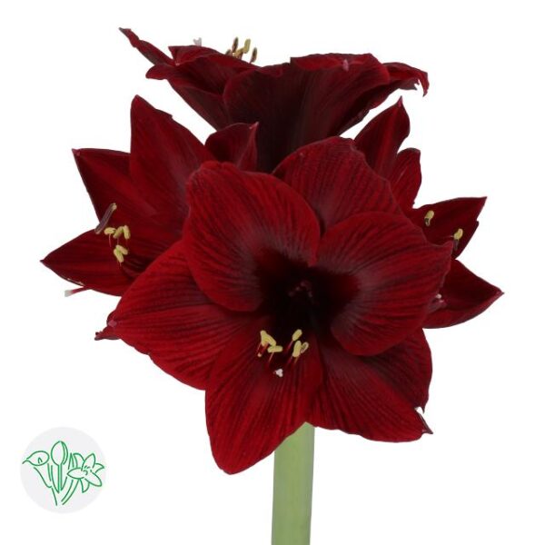 Amaryllis Loyalty