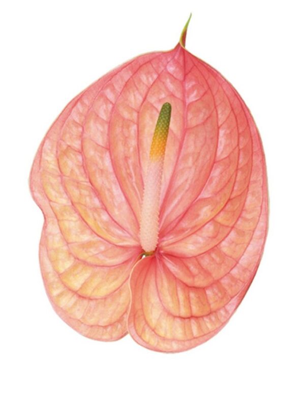 Anthurium Nunzia