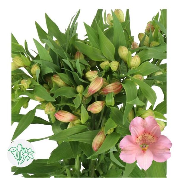 Alstroemeria Primadonna