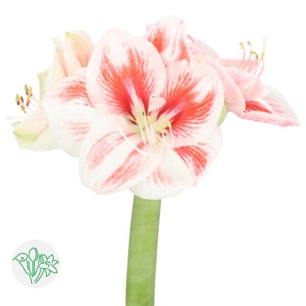 Amaryllis Popov