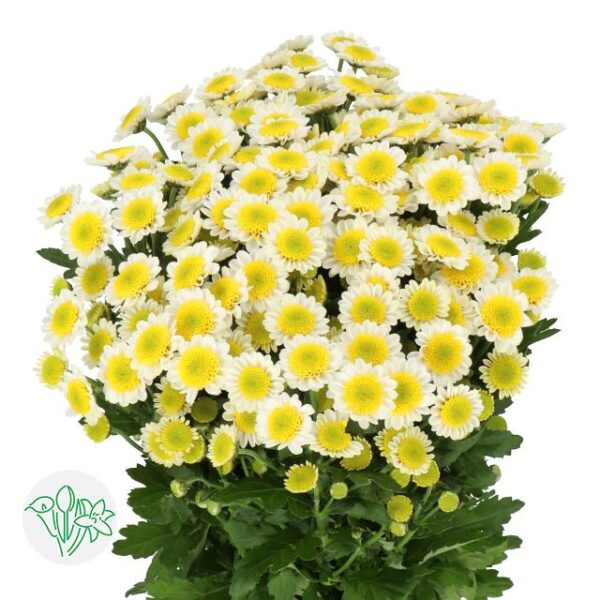 Chrysanthemum Santini Sun Up
