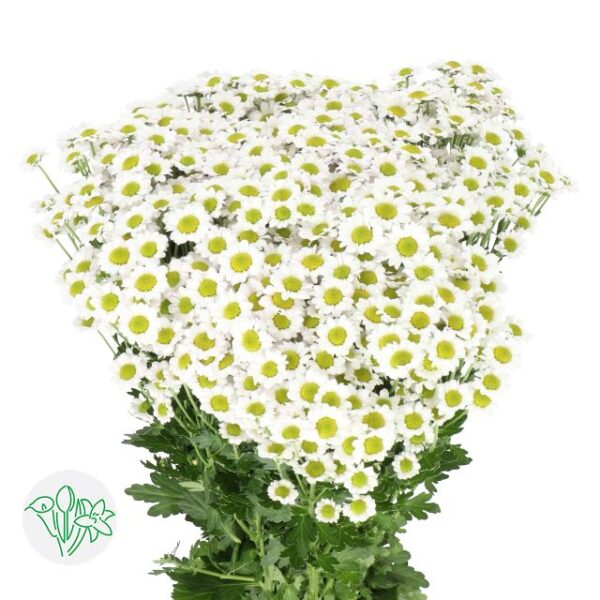 Chrysanthemum Santini Madiba Lindi White