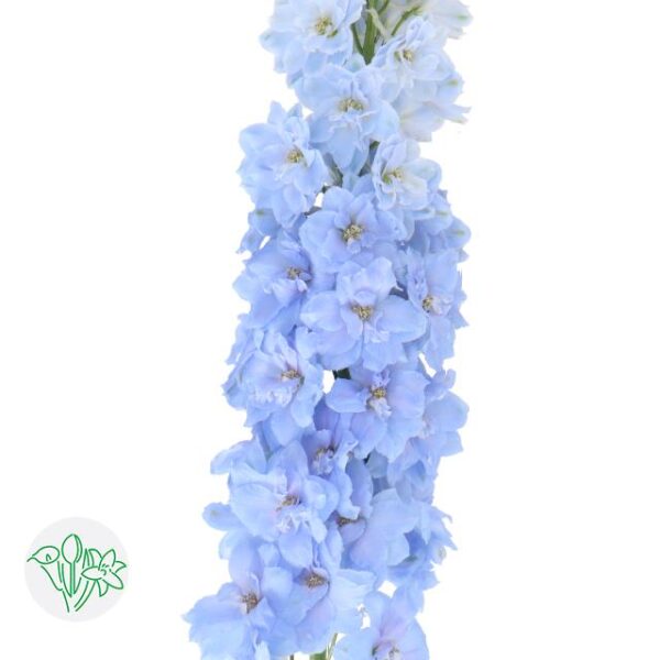 Delphinium Hybr Dewi Boy 110CM