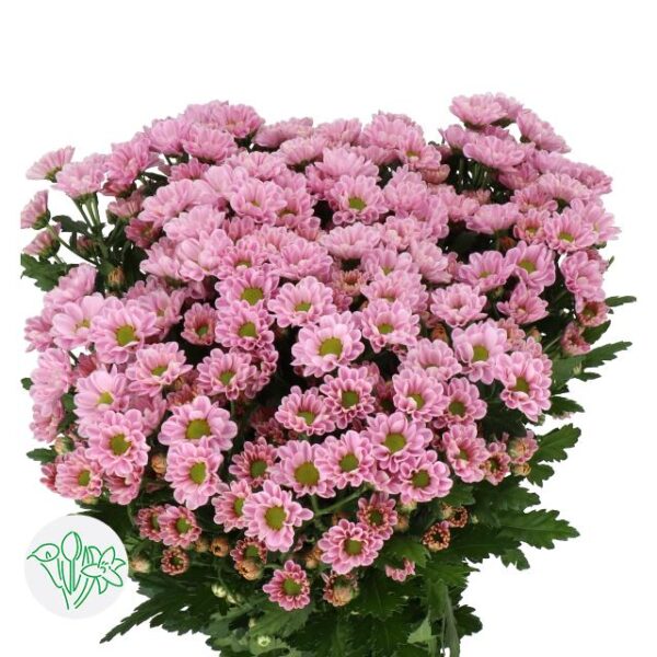 Chrysanthemum Santini Rossi Pink