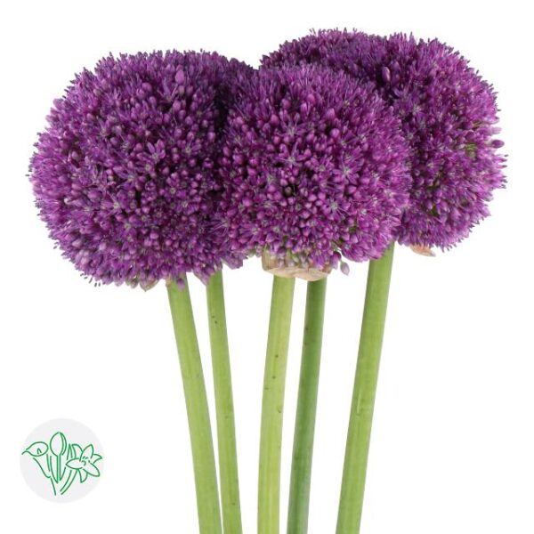 Allium Gigantic Ambassador